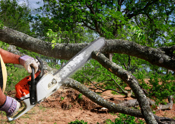 How Our Tree Care Process Works  in  Akron, PA